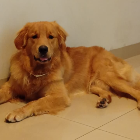 Bento foge e tutora busca ajuda para encontrar golden retriever no Tijuca