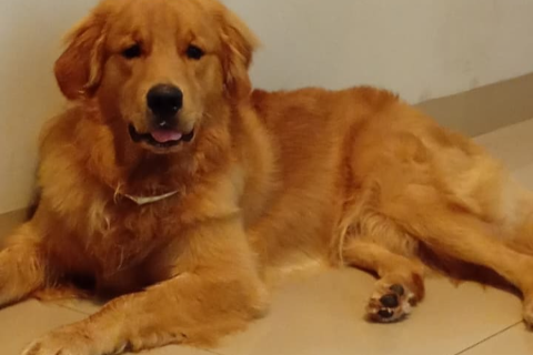 Bento foge e tutora busca ajuda para encontrar golden retriever no Tijuca