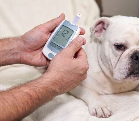 Xixi grudento e formigas podem ser sinais de diabetes em pets