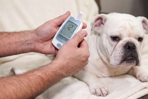 Xixi grudento e formigas podem ser sinais de diabetes em pets