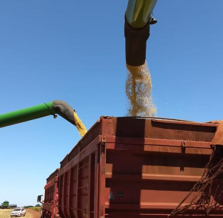 Colheita da soja atinge 99,8% da área plantada em MS