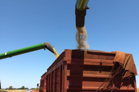 Colheita da soja atinge 99,8% da área plantada em MS