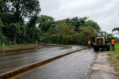 Temporal com 113 mm de chuva derrubou 35 árvores e destelhou 10 casas