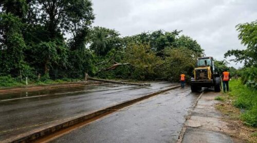 Temporal com 113 mm de chuva derrubou 35 árvores e destelhou 10 casas