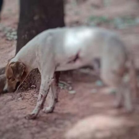 Idoso de 87 anos é preso depois de balear cão e tem arma apreendida