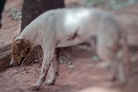 Idoso de 87 anos é preso depois de balear cão e tem arma apreendida