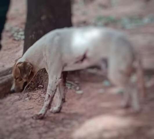 Idoso de 87 anos é preso depois de balear cão e tem arma apreendida