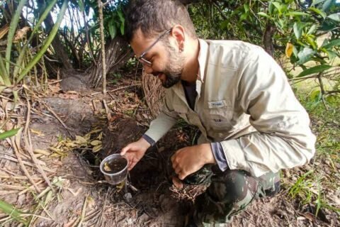 Tocas de tatu-canastra viram refúgio para rãs durante seca no Pantanal