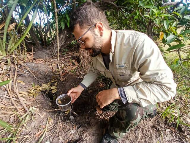 Tocas de tatu-canastra viram refúgio para rãs durante seca no Pantanal
