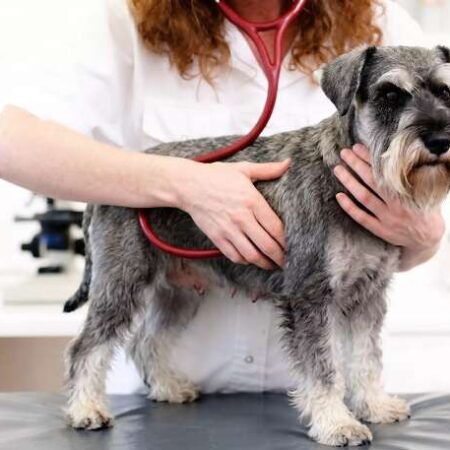 Tosse de cachorro? Antes do pulmão, problema pode estar no coração