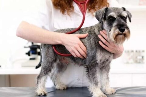 Tosse de cachorro? Antes do pulmão, problema pode estar no coração
