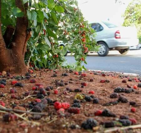 Frutas urbanas fazem sucesso em Campo Grande, mas exigem manejo técnico