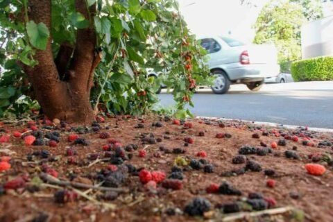 Frutas urbanas fazem sucesso em Campo Grande, mas exigem manejo técnico
