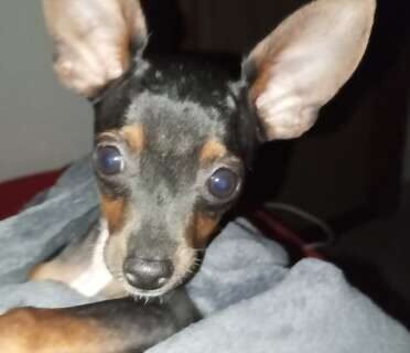 Pinscher de 5 meses some e família oferece recompensa para achá-lo