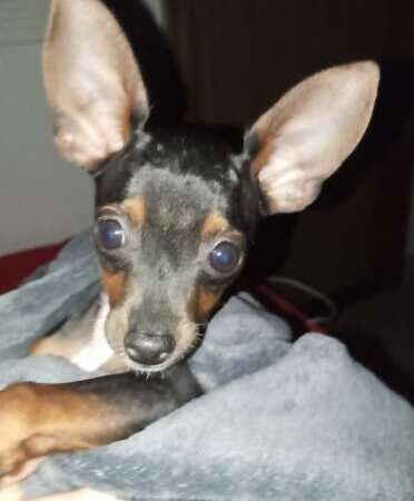 Pinscher de 5 meses some e família oferece recompensa para achá-lo