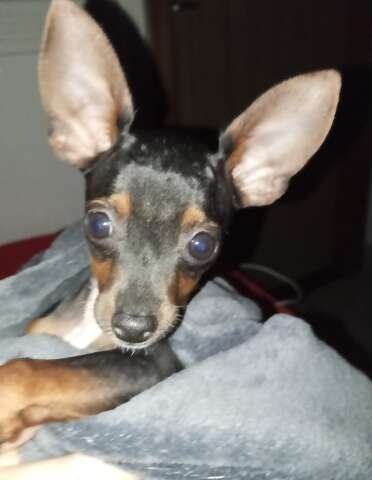 Pinscher de 5 meses some e família oferece recompensa para achá-lo