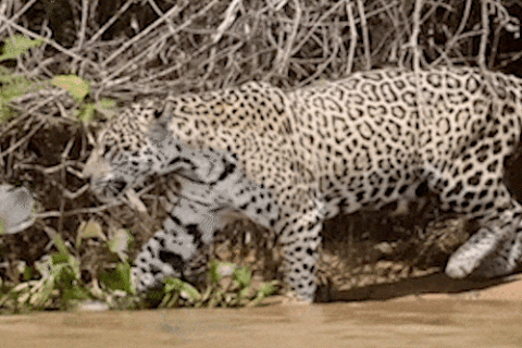 Casal de onças em clima de romance passeia pelo Pantanal