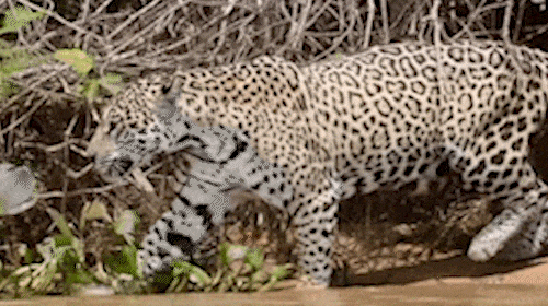 Casal de onças em clima de romance passeia pelo Pantanal