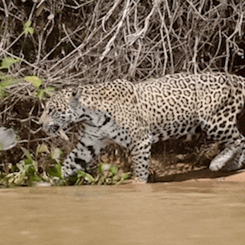 Casal de onças em clima de romance passeia pelo Pantanal