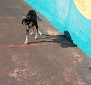 Casal procura adoção responsável para cachorro encontrado há dois meses