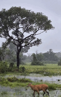 Chuva inesperada alegra Pantanal e cervo comemora em área alagada