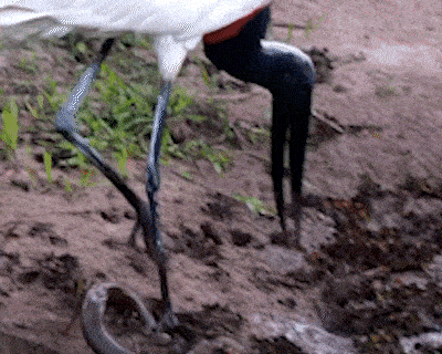 No Pantanal, tuiuiú mata peixe-cobra a bicadas antes de engolir presa