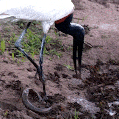 No Pantanal, tuiuiú mata peixe-cobra a bicadas antes de engolir presa