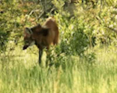 Mais um: lobo-guará é flagrado marcando território em fazenda