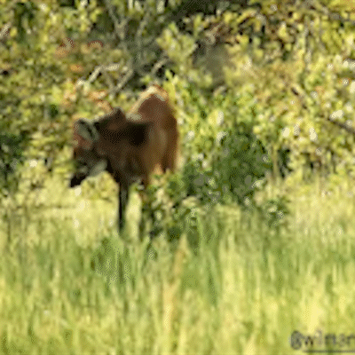 Mais um: lobo-guará é flagrado marcando território em fazenda