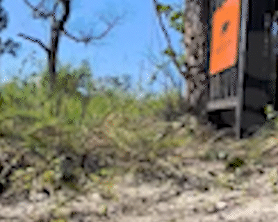 “Nova na vizinhança”, onça Corumbela preocupa moradores da Serra do Amolar