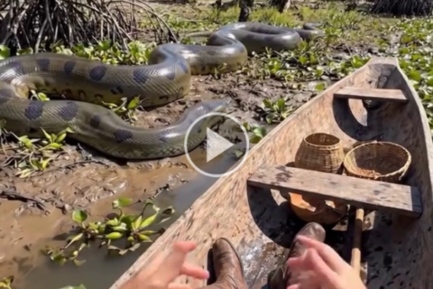 SOS Pantanal usa IA para recriar bioma de quase 500 anos atrás