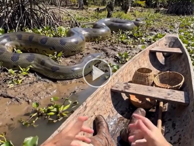 SOS Pantanal usa IA para recriar bioma de quase 500 anos atrás