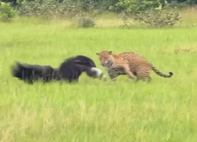 Frente a frente, onça e tamanduá protagonizam cena rara no Pantanal