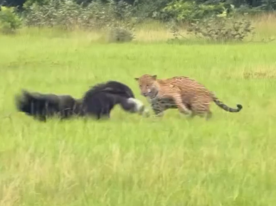 Frente a frente, onça e tamanduá protagonizam cena rara no Pantanal