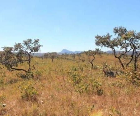 Cerrado cobre 62% de MS, mas espera há 16 anos lei nacional de proteção