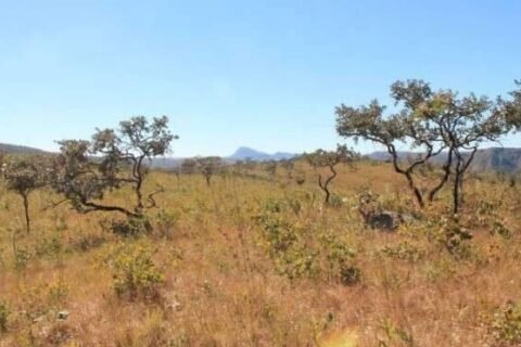 Cerrado cobre 62% de MS, mas espera há 16 anos lei nacional de proteção