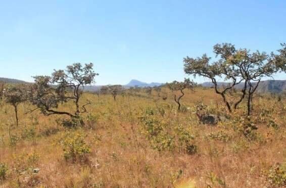 Cerrado cobre 62% de MS, mas espera há 16 anos lei nacional de proteção