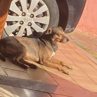 Após trote e falsa pista, tutora procura vira-lata desaparecido na Vila Jacy