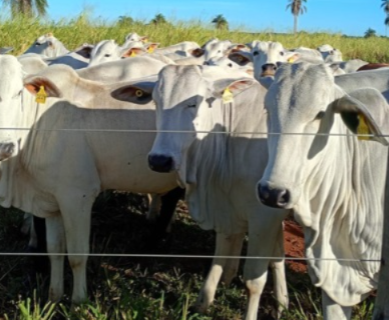 UEMS leiloa 45 nelores avaliados em mais de R$ 130 mil