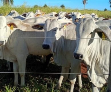 UEMS leiloa 45 nelores avaliados em mais de R$ 130 mil