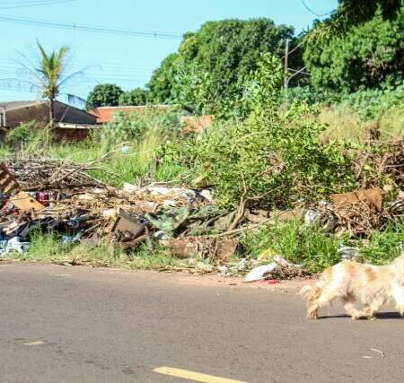 Agora é pra valer: multa por mato e lixo em terreno já custam até R$ 12,8 mil