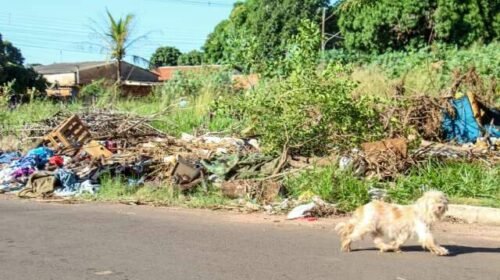 Agora é pra valer: multa por mato e lixo em terreno já custam até R$ 12,8 mil