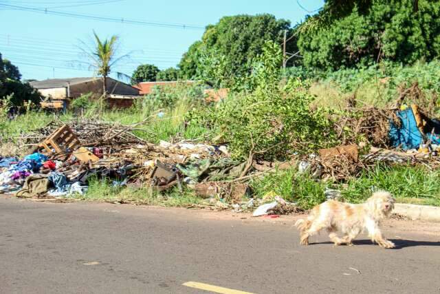 Agora é pra valer: multa por mato e lixo em terreno já custam até R$ 12,8 mil