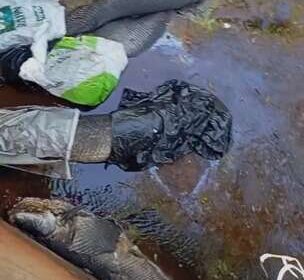 Pirarucus são encontrados mortos dentro de córrego no Rita Vieira