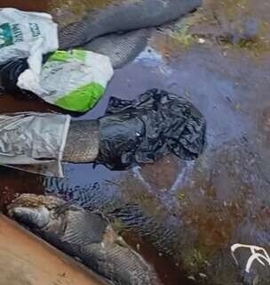 Pirarucus são encontrados mortos dentro de córrego no Rita Vieira