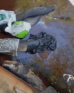 Pirarucus são encontrados mortos dentro de córrego no Rita Vieira