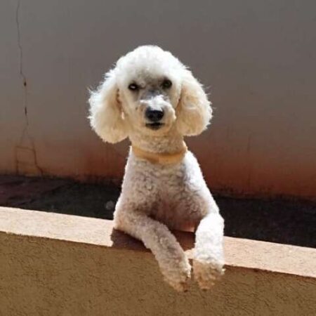 Poodle com epilepsia desaparece no Tijuca e família faz apelo por Max