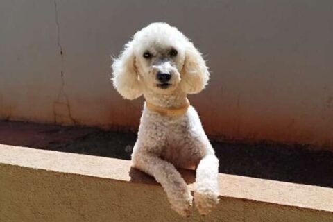 Poodle com epilepsia desaparece no Tijuca e família faz apelo por Max
