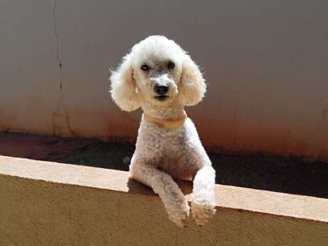 Poodle com epilepsia desaparece no Tijuca e família faz apelo por Max