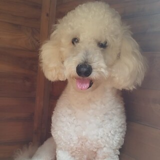 Poodle com epilepsia desaparece no Tijuca e família faz apelo por Max